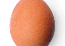 一个蛋照片,从一张照片看世界